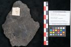 Foto (Objekt + Etikett) von Cupanites novae zeelandiae Ettingshausen (NHMW-GEO-2024-0188-10225)